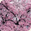bahar shokoufeh_01.pg